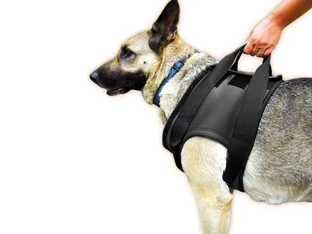 julius-k9-neopren-gehhilfe-geschirr-f-r-hunde-r-ckw-rtige-unterst-tzungshilfe-br image 1