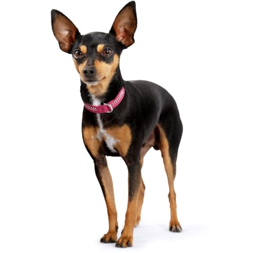 hunter-diamond-petit-halsband-f-r-kleine-hunde-rindnappaleder-mit-strasssteinen- image 8