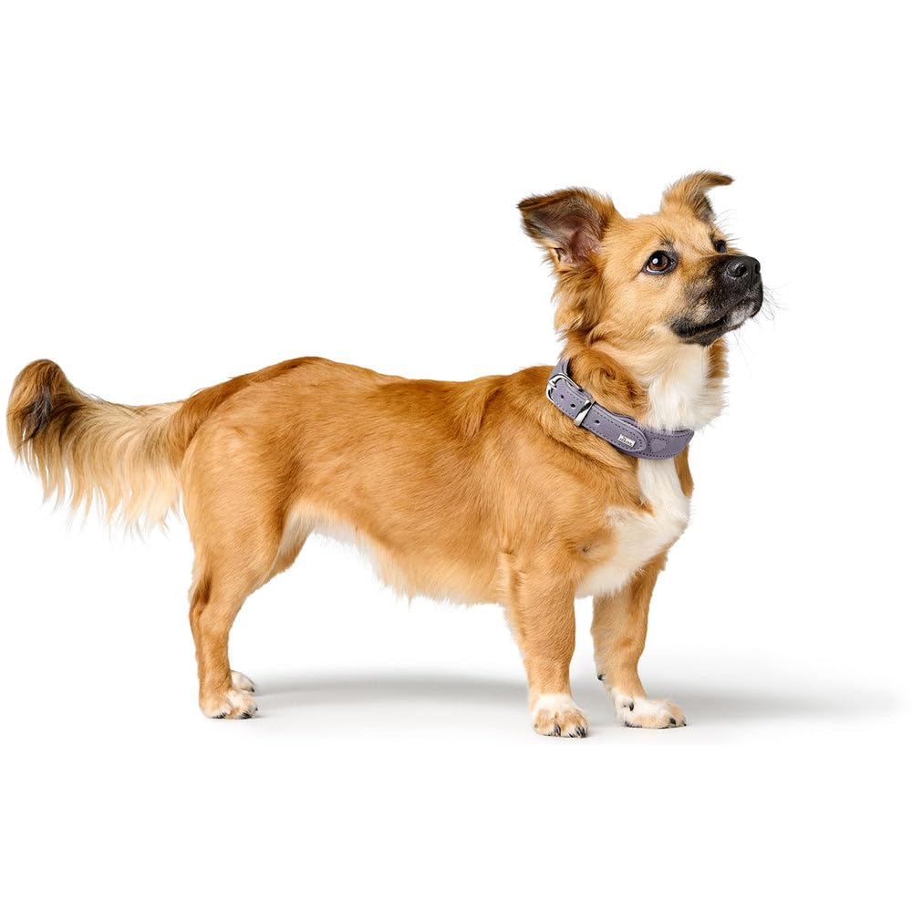 hunter-hundehalsband-soho-x-love-gr-e-32-flieder-grau-chromfreies-rindsleder-mit image 8