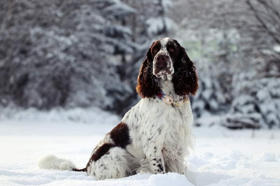 Für unseren Hund zu schwer