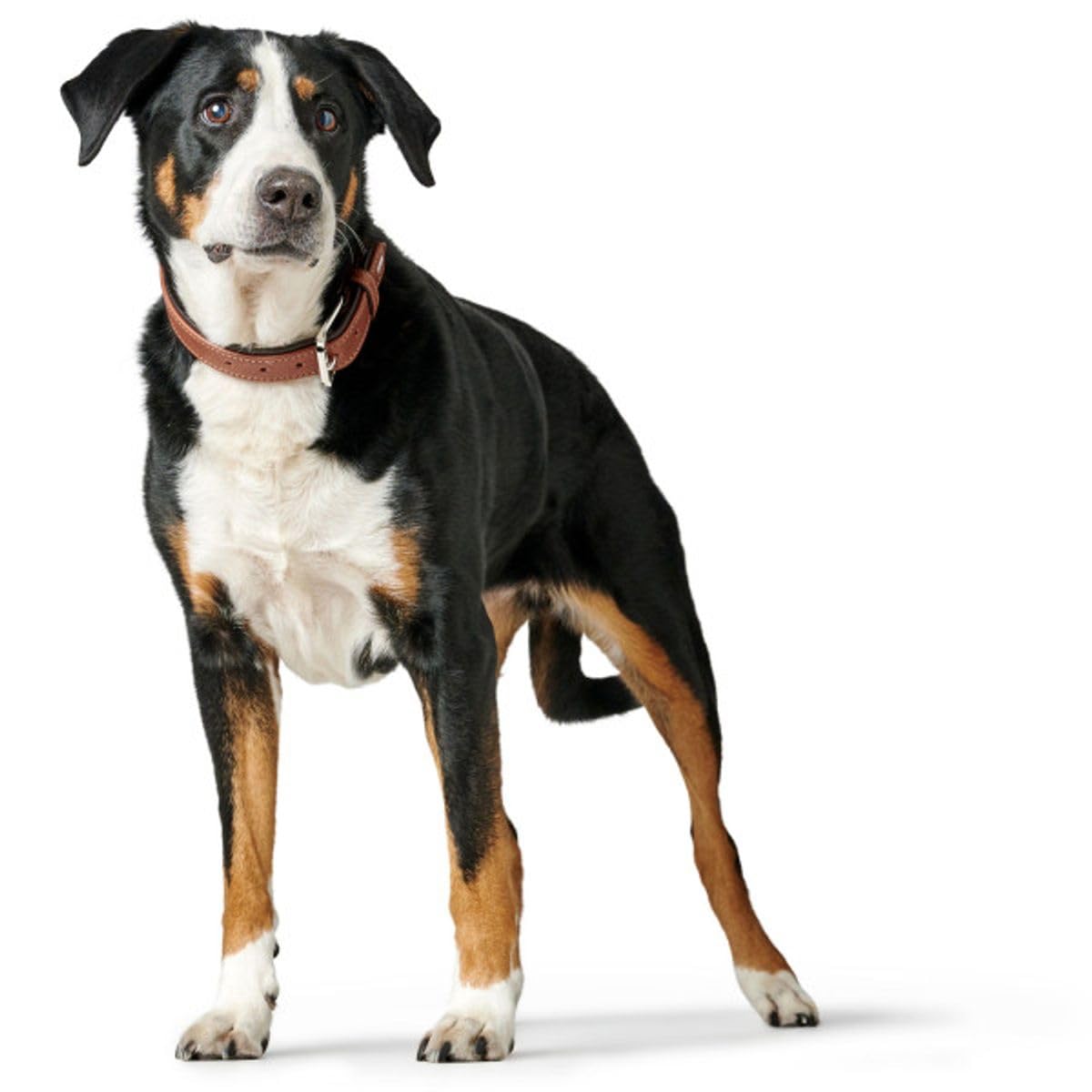 hunter-hundehalsband-canadian-up-cognac-schwarz-doppelt-gebuggtes-leder-fellscho image 5