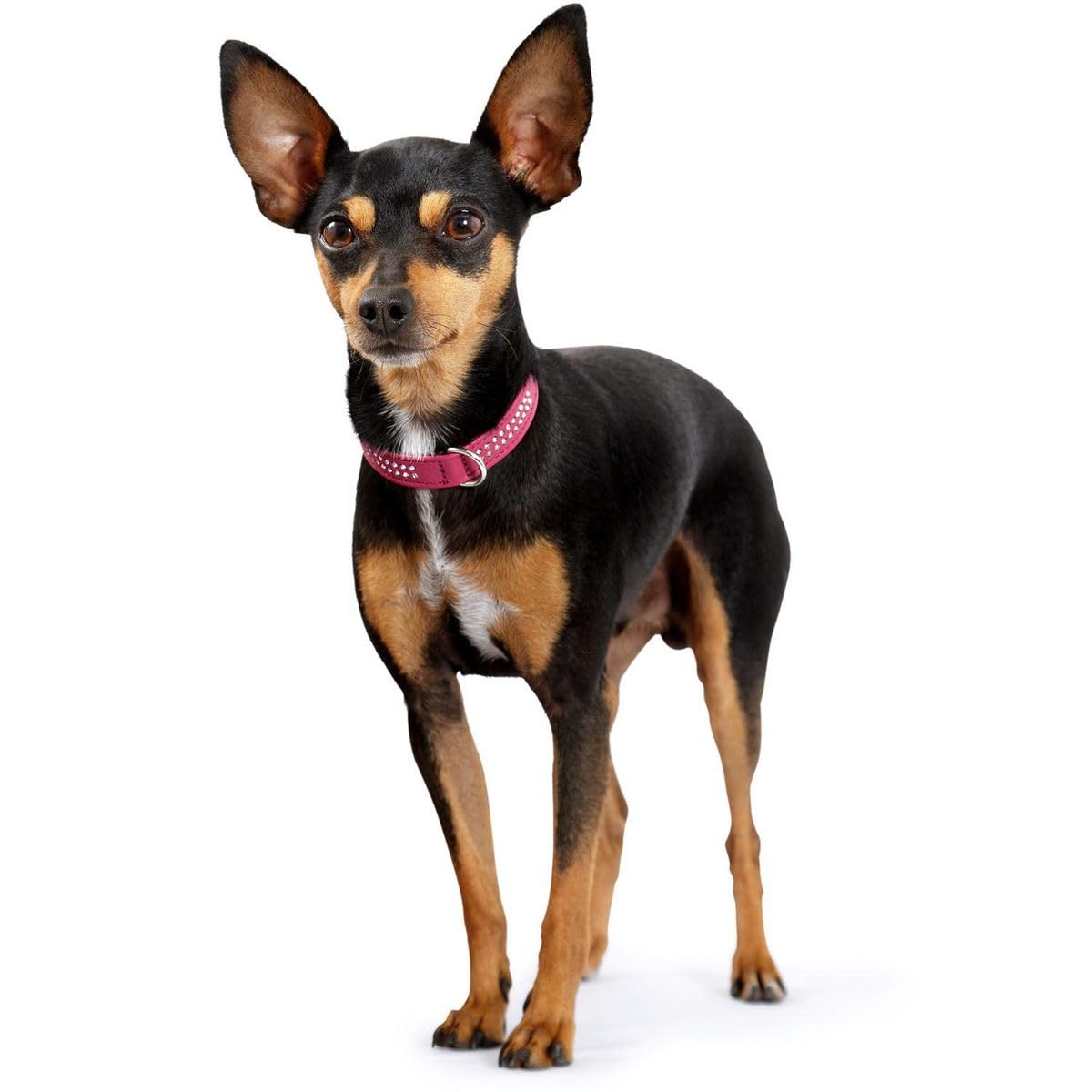 hunter-diamond-petit-halsband-f-r-kleine-hunde-rindnappaleder-mit-strasssteinen- image 3