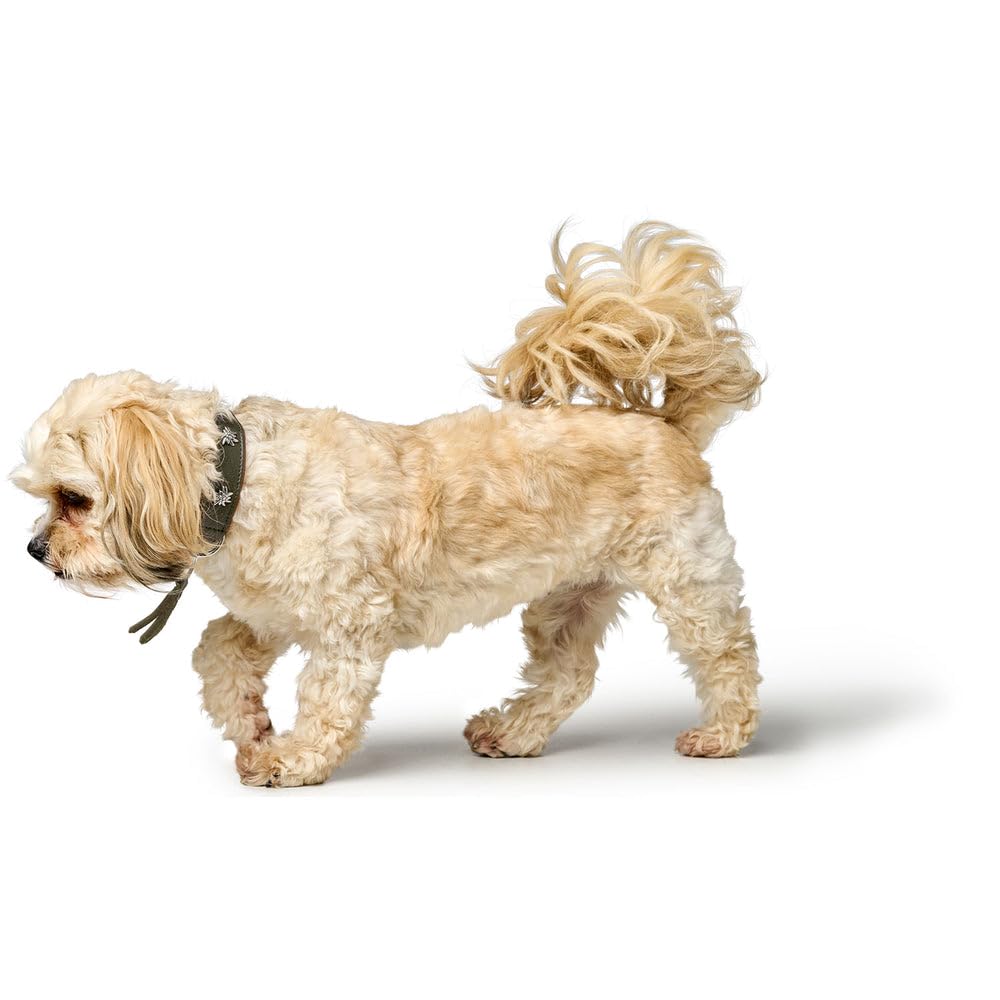 hunter-hundehalsband-m-nchen-handvern-htes-ledehalsband-mit-trachten-details-aus image 7