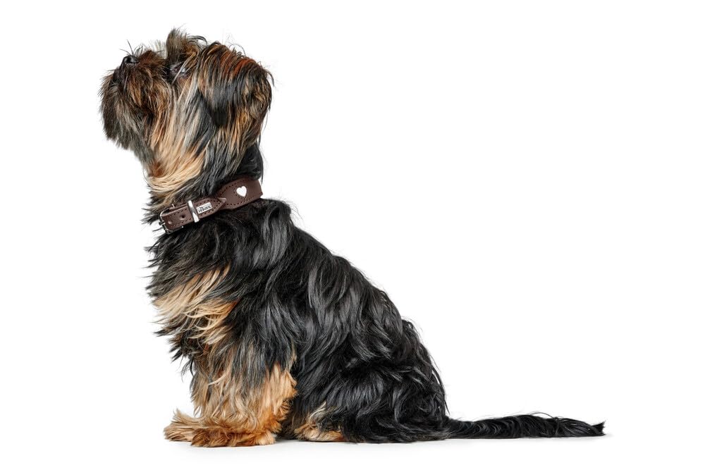 hunter-love-hundehalsband-rindsleder-mit-handgen-hten-herzen-unterlegt-mit-rindn image 8