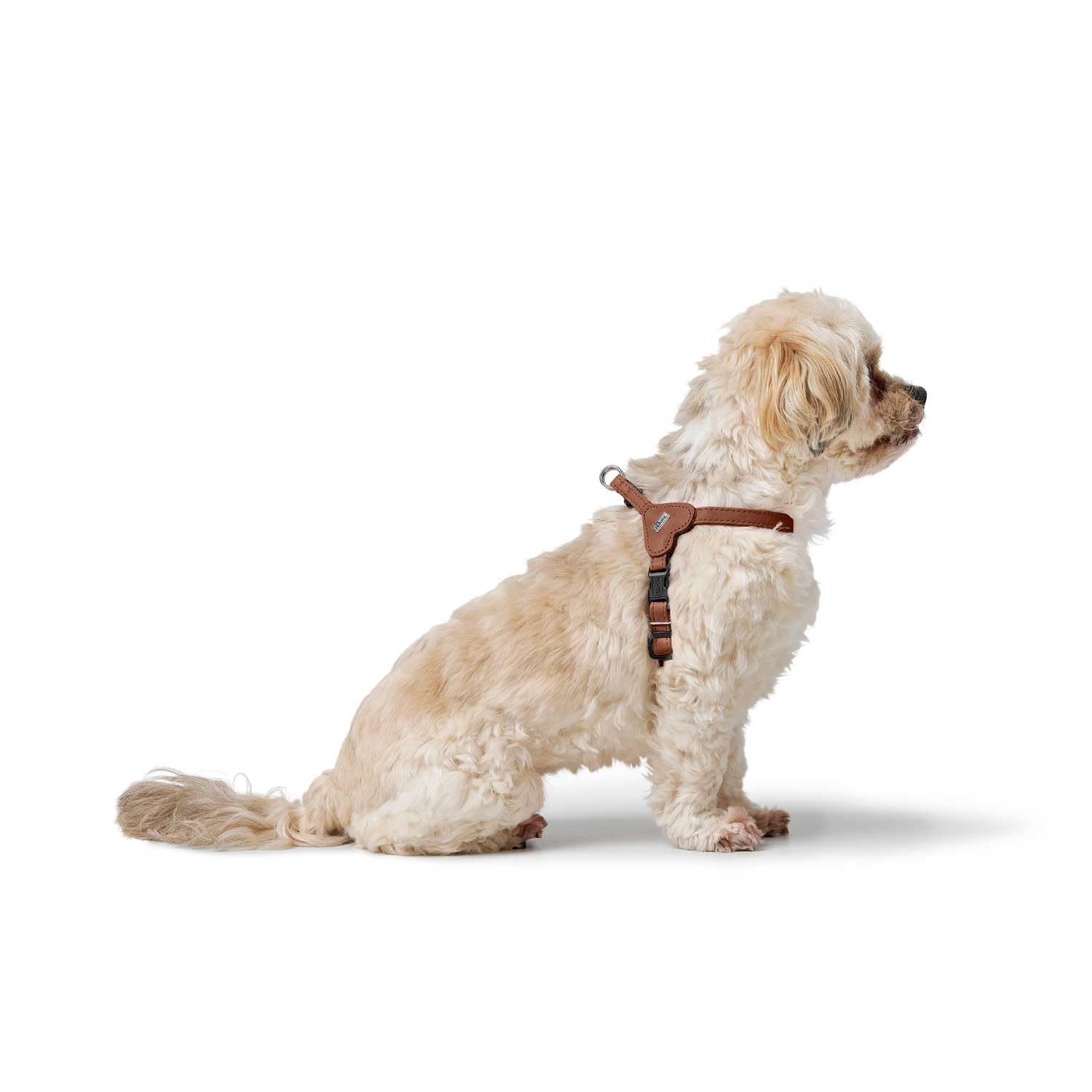 hunter-hundegeschirr-soho-mini-rindsleder-cognac-f-r-kleine-hunde-welpen-xxs-xs- image 2
