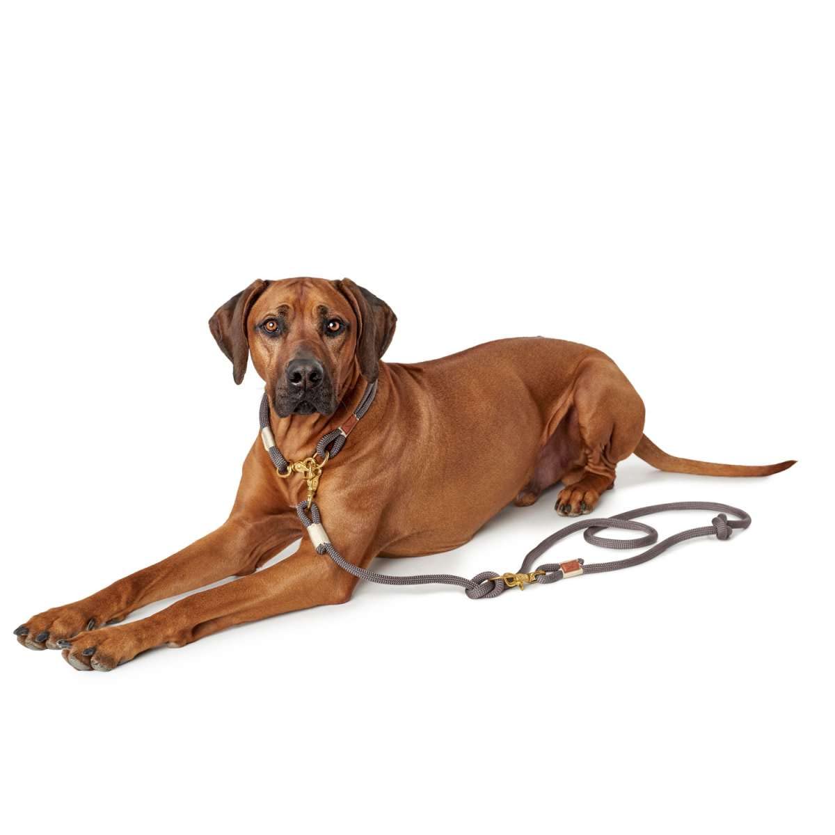 hunter-sansibar-rantum-halsung-nautisches-tau-hundehalsband-mit-messing-verschlu image 7