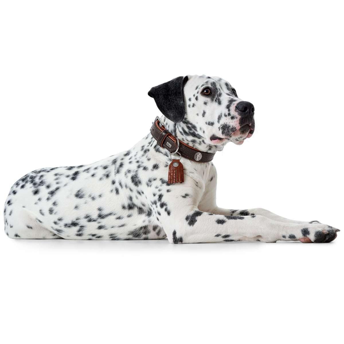 hunter-cody-hundehalsband-aus-bisonleder-gr-e-s-45-dunkelbraun-cognac-mit-schl-s image 5