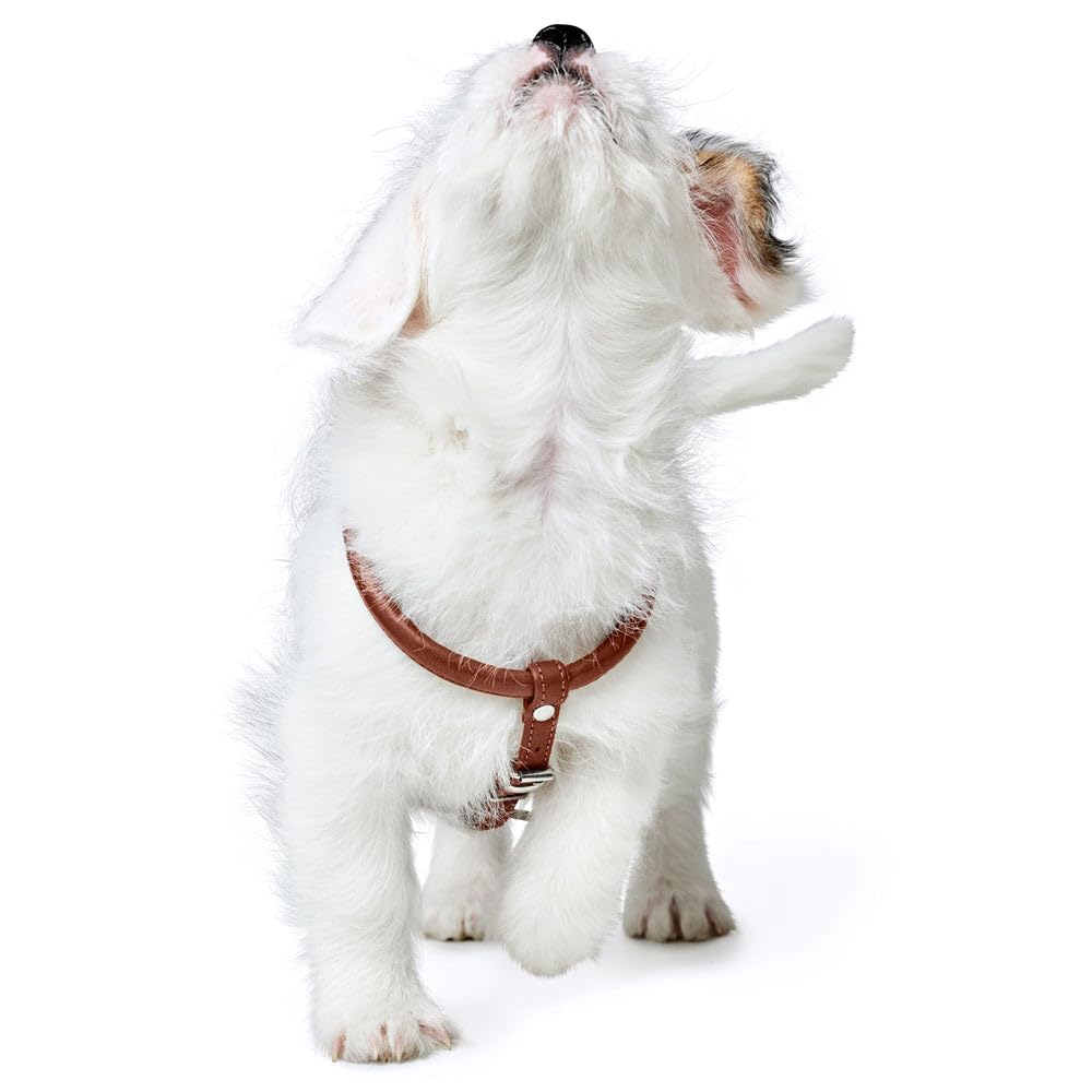 hunter-round-soft-canadian-up-hundegeschirr-weiches-leder-cognac-rundgen-ht-fell image 8
