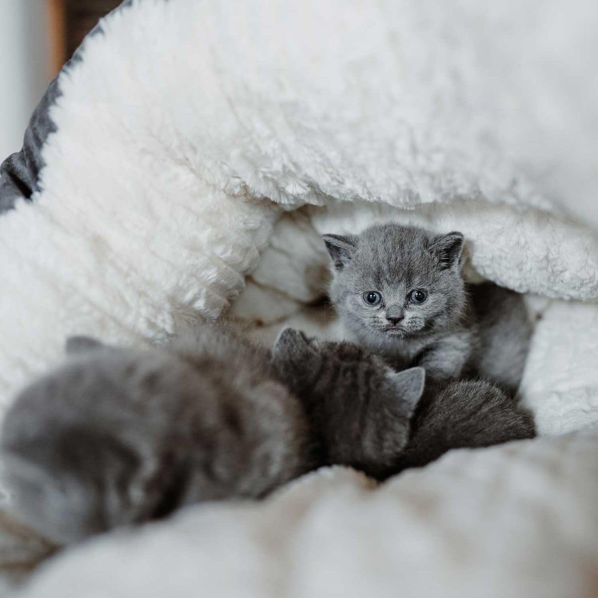 hunter-katzenh-hle-brighton-grau-kuscheliges-katzenbett-mit-soft-pl-sch-maschine image 4
