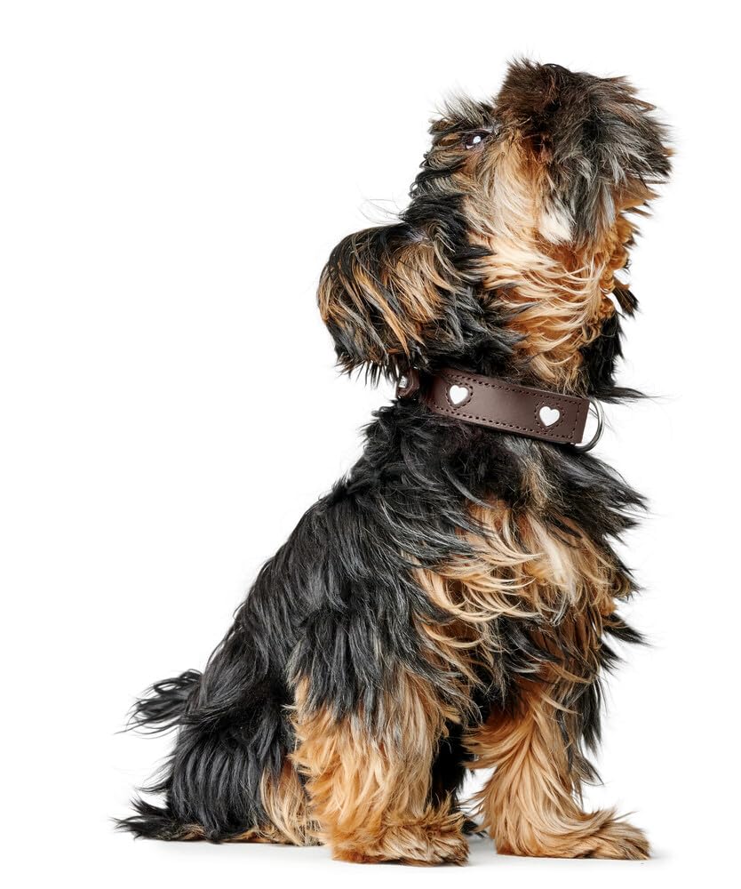 hunter-love-hundehalsband-rindsleder-mit-handgen-hten-herzen-unterlegt-mit-rindn image 7