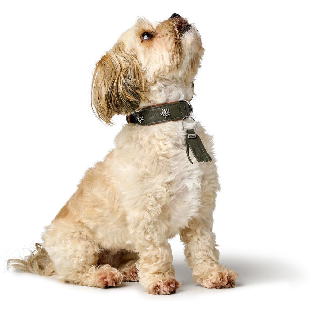 hunter-hundehalsband-m-nchen-handvern-htes-ledehalsband-mit-trachten-details-aus image 5
