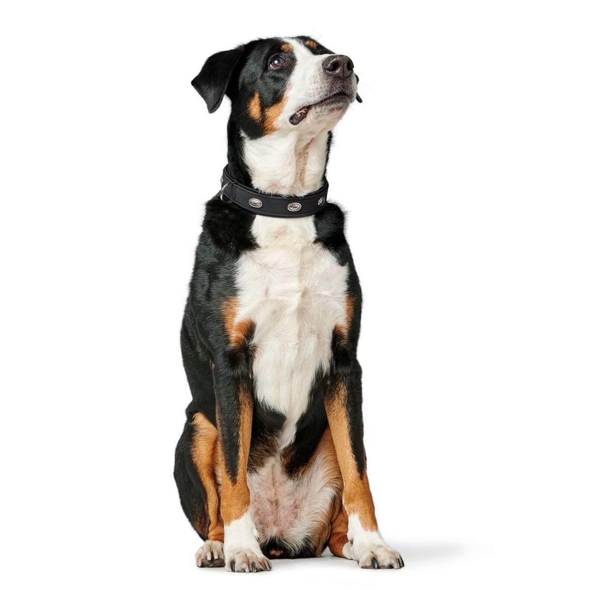 hunter-softie-stone-hundehalsband-kunstleder-mit-schmucksteinen-und-nieten-verst image 4