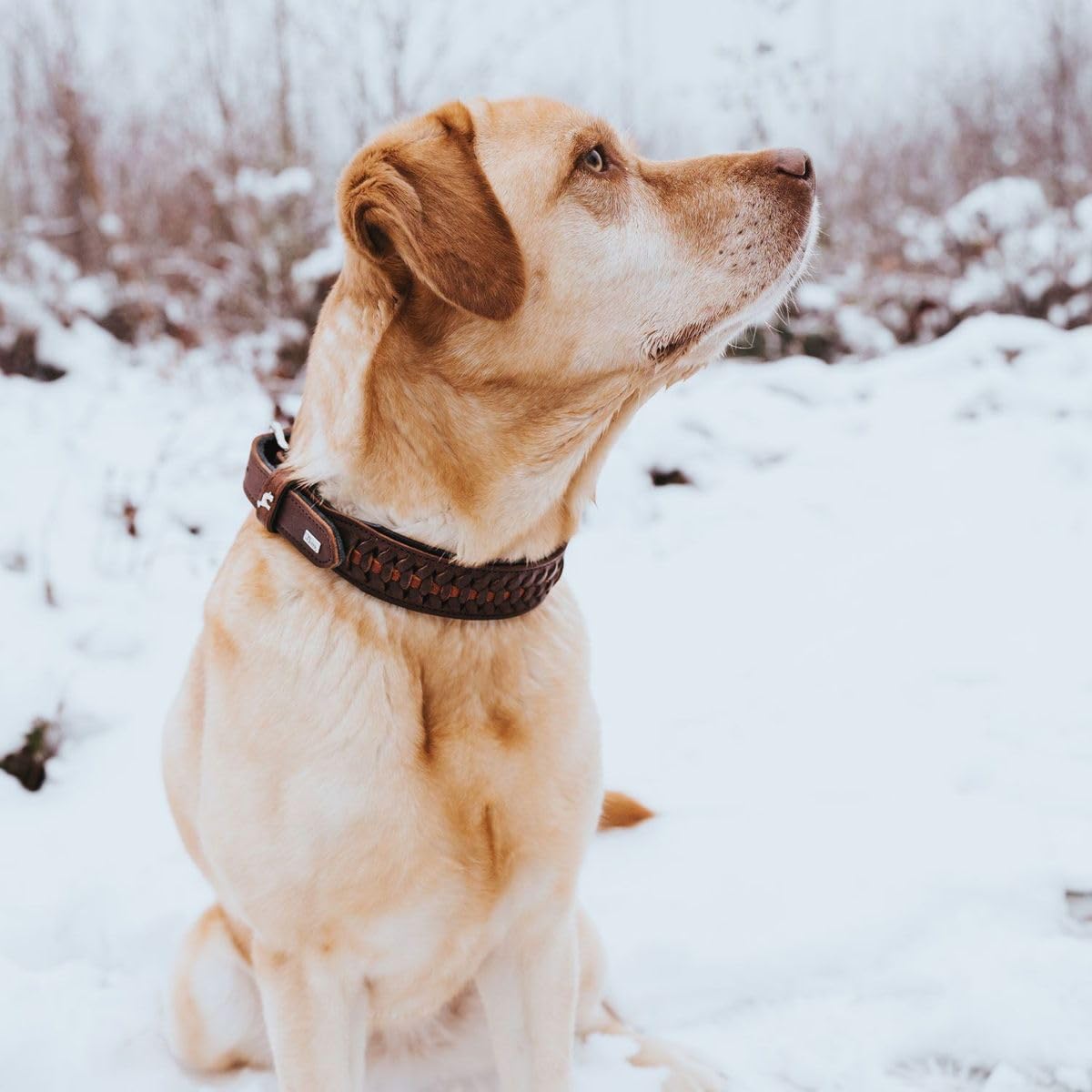 hunter-solid-education-67235-hb-hundehalsband-handgeflochtenes-rindsleder-made-i image 8