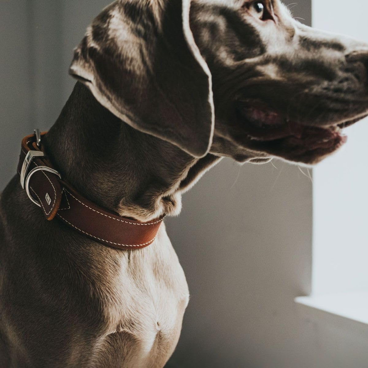 hunter-aalborg-special-hundehalsband-leder-30-xxs-xs-cognac-extrabreites-softvol image 5