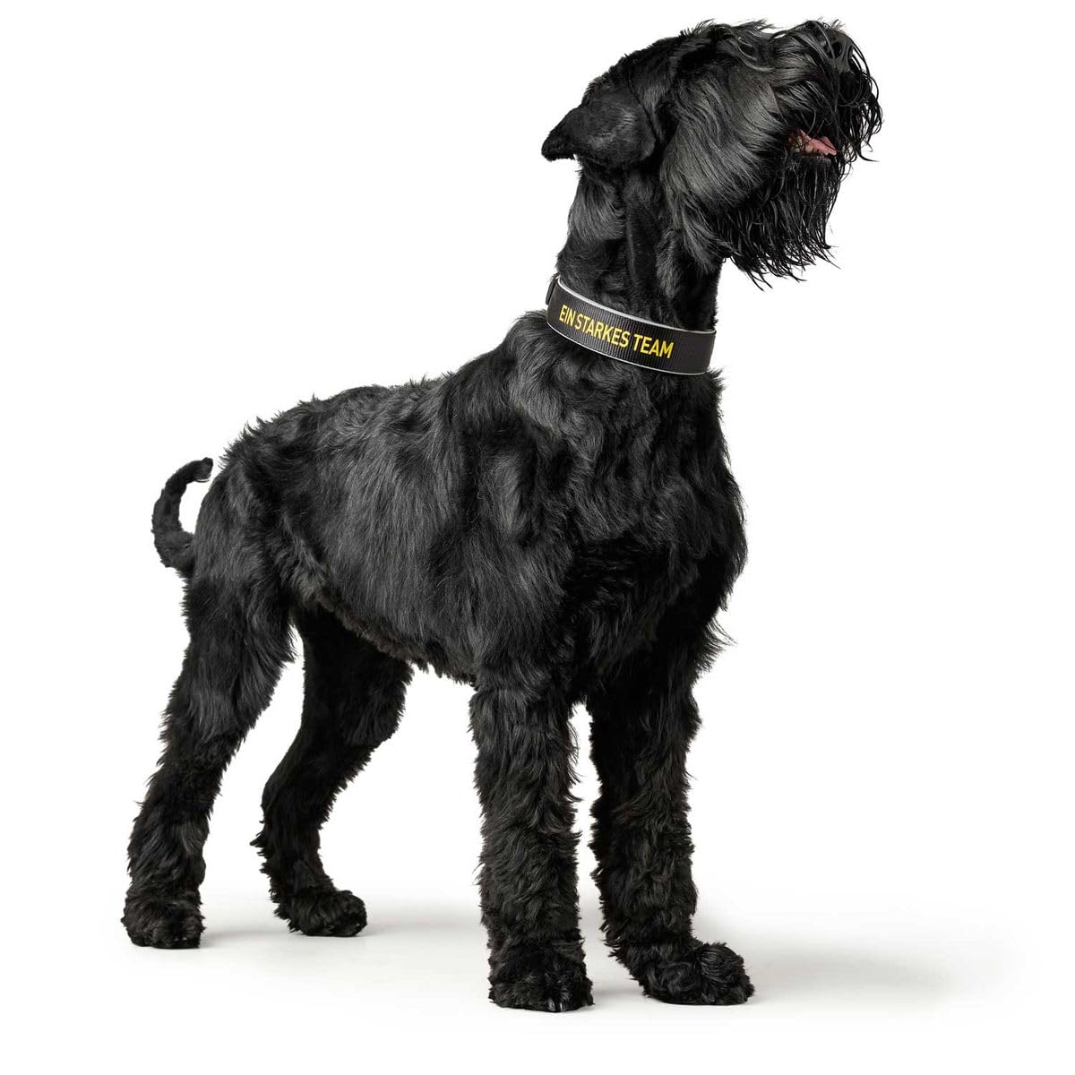 hunter-neopren-reflect-bvb-hundehalsband-gr-e-45-34-41-cm-schwarz-gelb-gepolster image 6