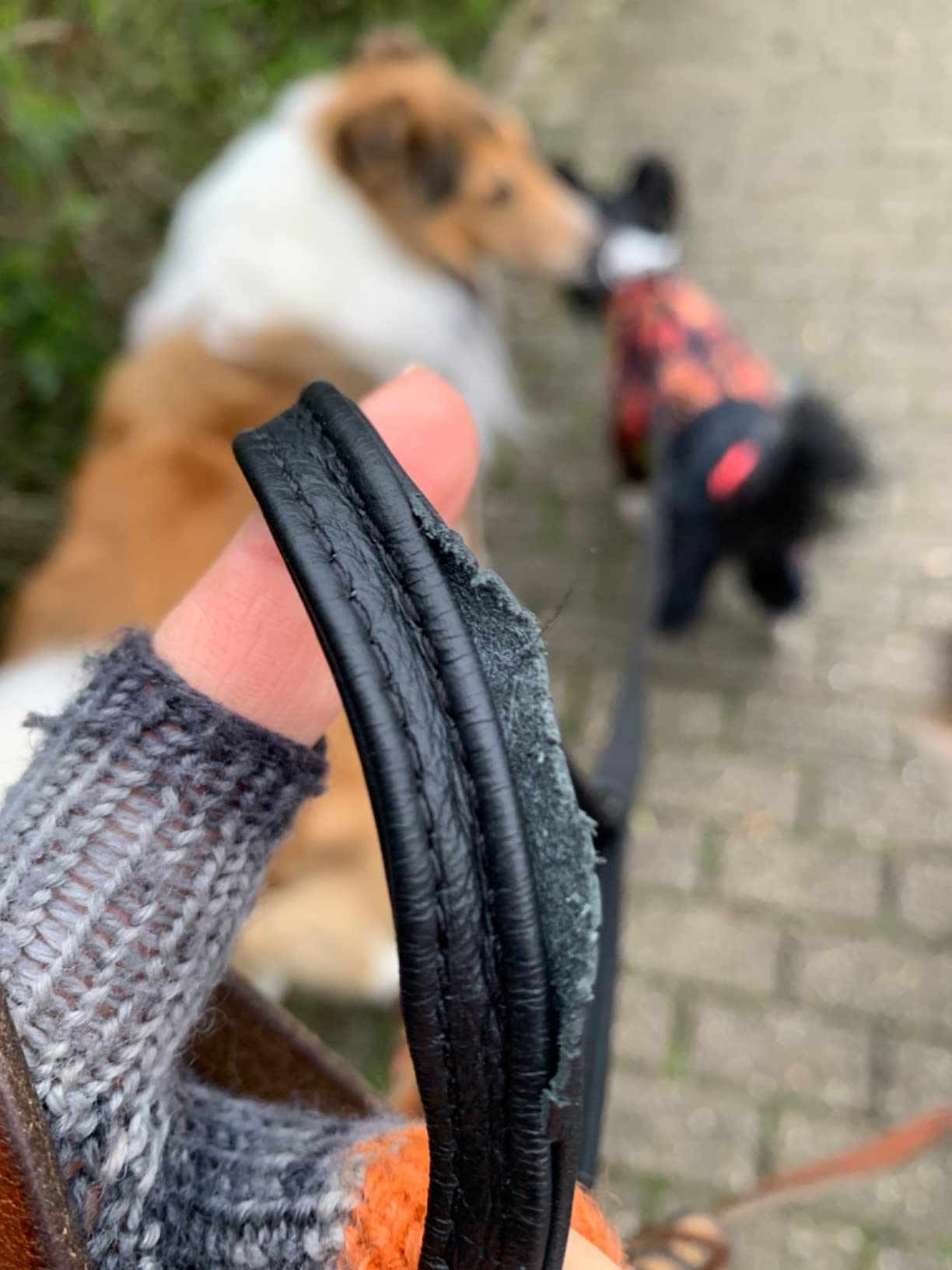 Perfekt für den Chihuahua