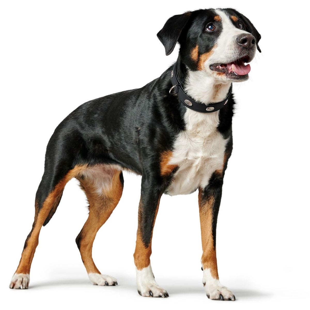 hunter-softie-stone-hundehalsband-kunstleder-mit-schmucksteinen-und-nieten-verst image 3