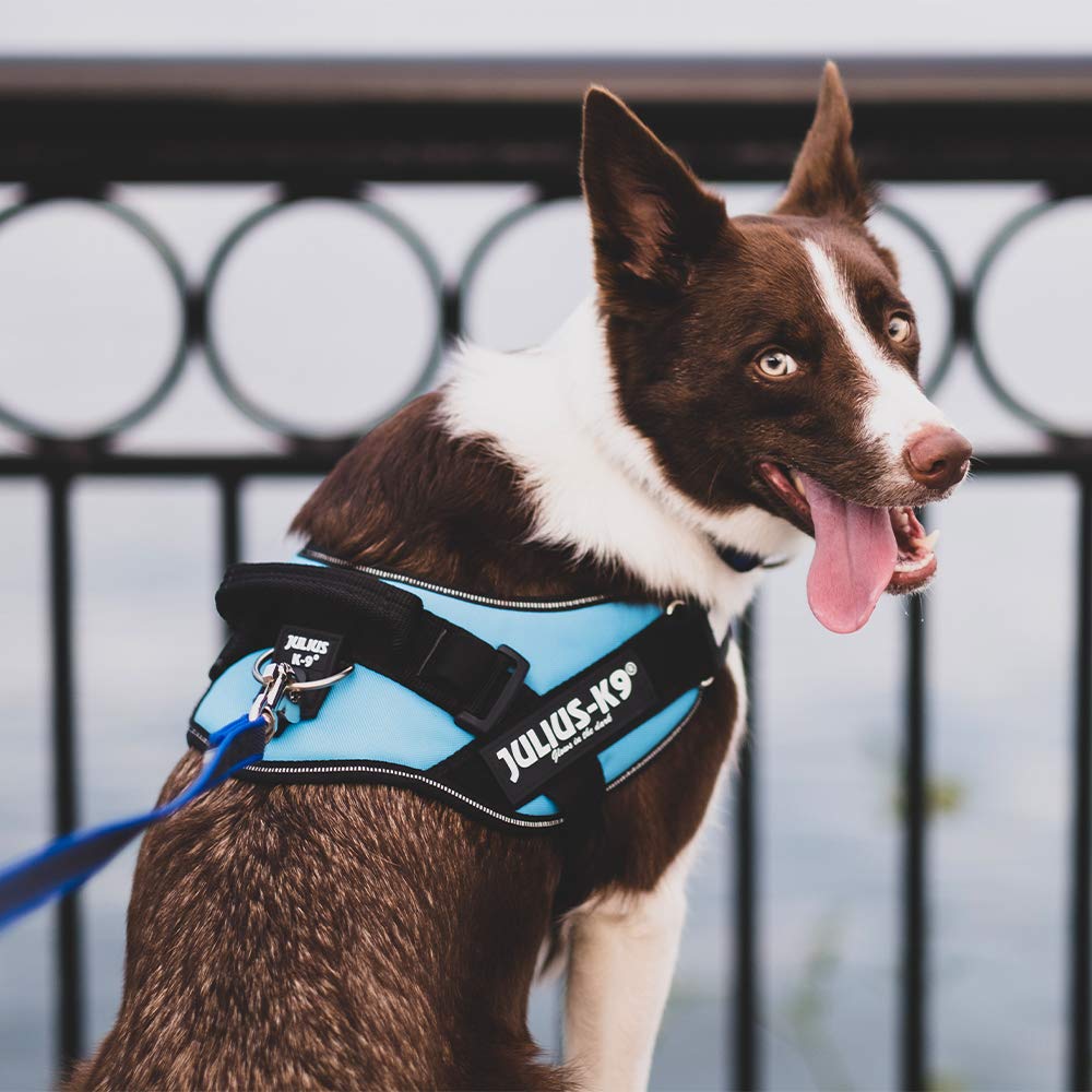 julius-k9-idc-powerharness-hundegeschirr-professionelles-brustgeschirr-mit-klett image 3
