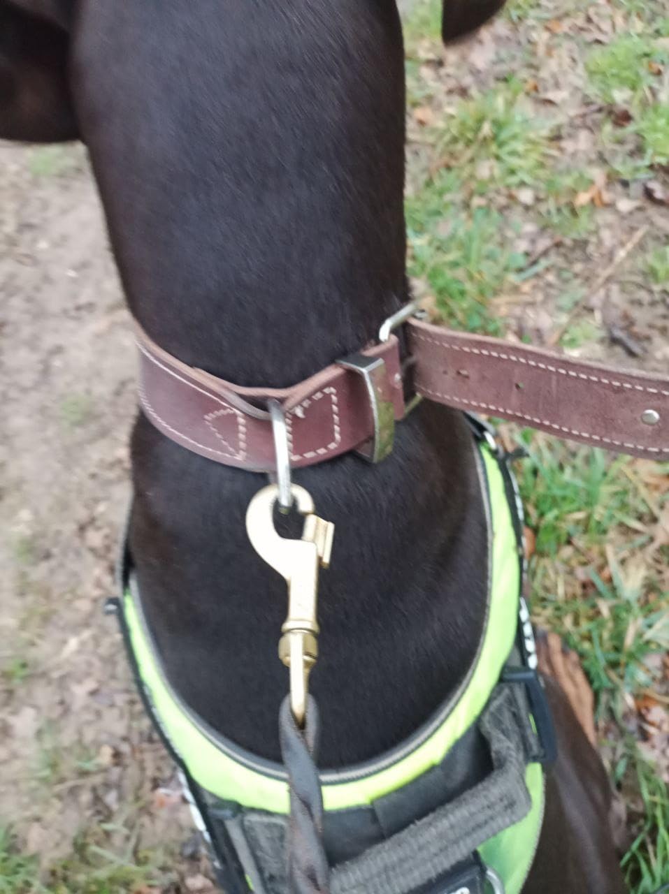 Meine Dachshündin trägt es gern