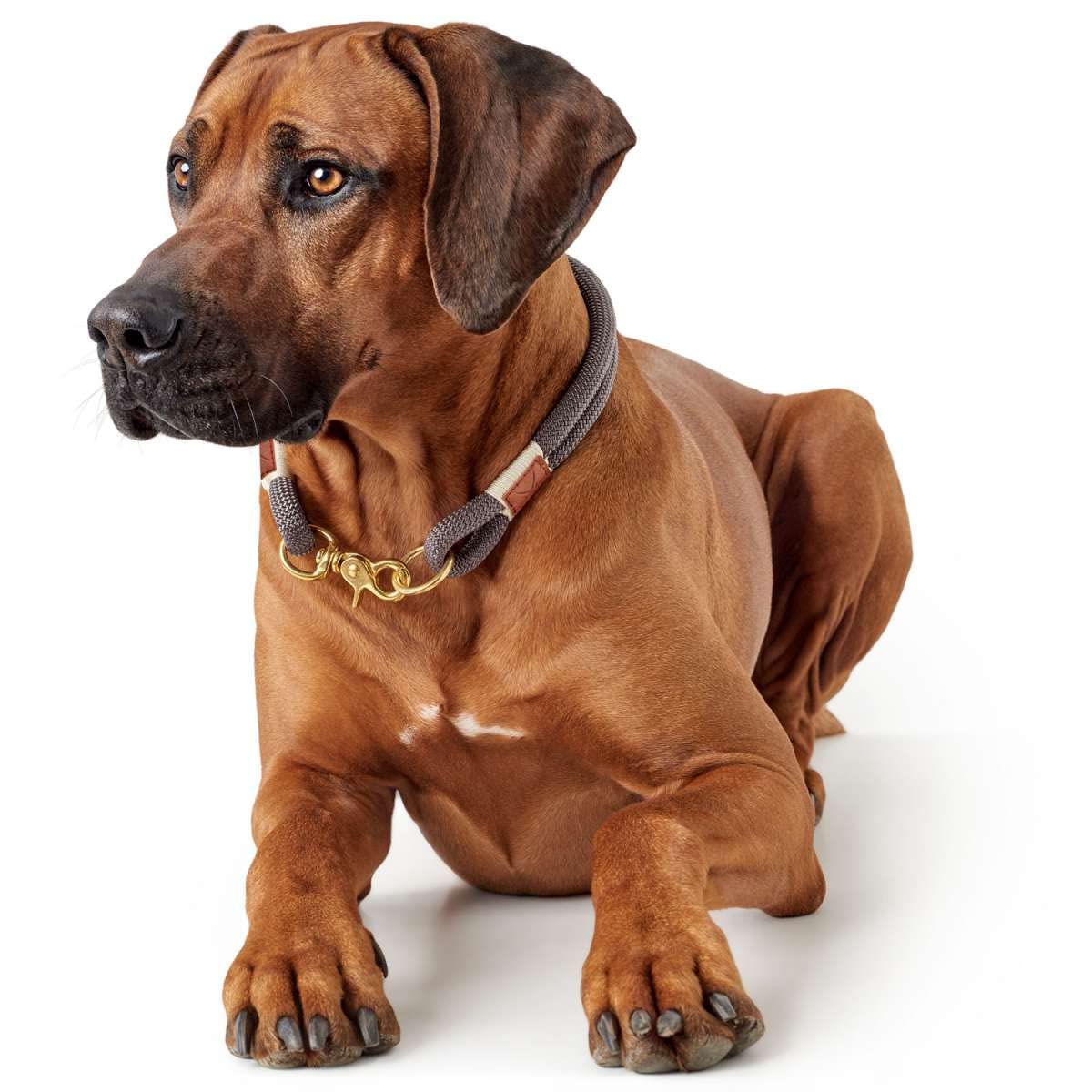hunter-sansibar-rantum-halsung-nautisches-tau-hundehalsband-mit-messing-verschlu image 6