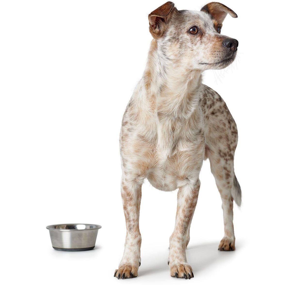hunter-edelstahlnapf-1900-ml-futter-und-trinknapf-f-r-hunde-und-katzen-mit-rutsc image 4