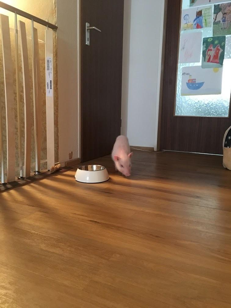 Klasse für Katzen