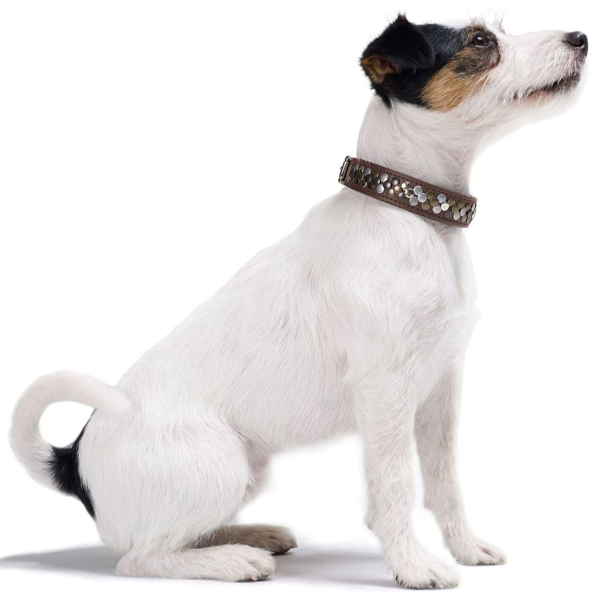 hunter-hundehalsband-arizona-up-braunes-softleder-mit-stilvollen-nieten-robust-a image 3