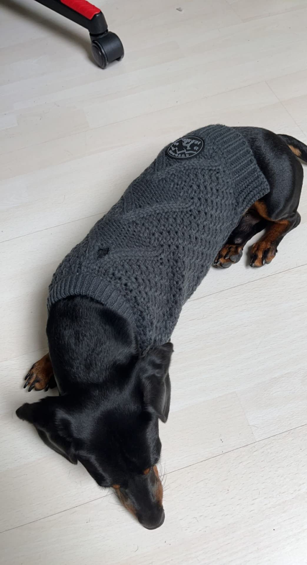 Bester Hundepullover bisher