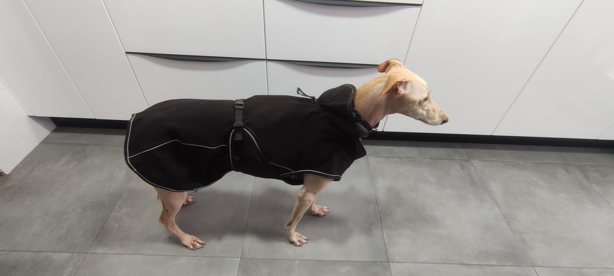 Bester Hundemantel bisher