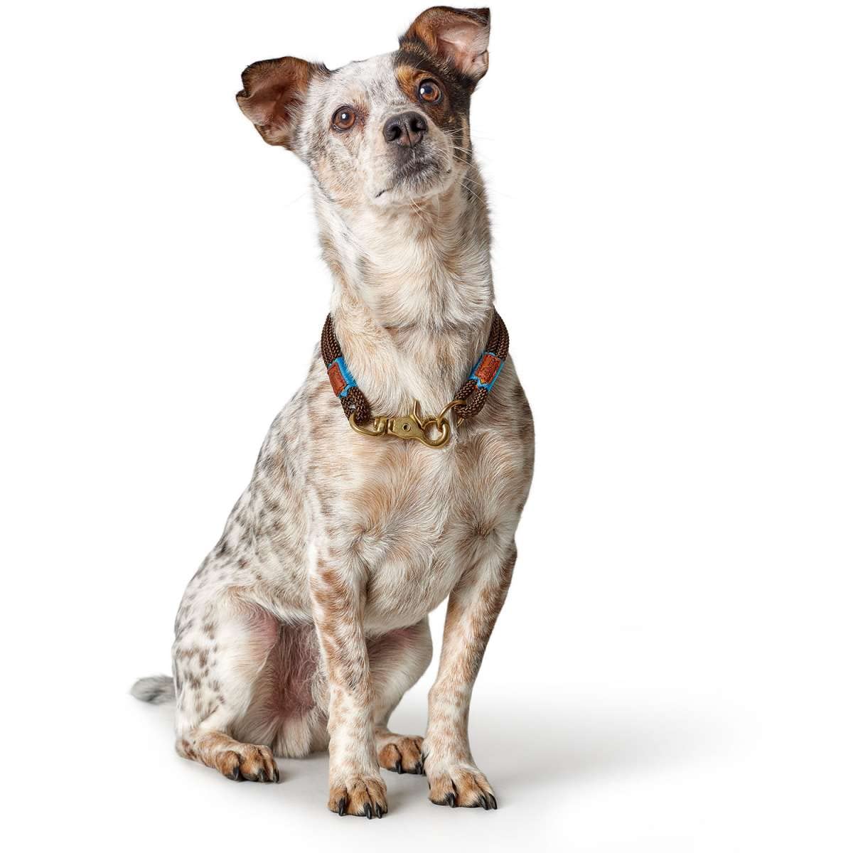 hunter-rambo-hundehalsband-aus-leder-mit-nietenbesatz-gr-e-55-m-verstellbar-41-4 image 6