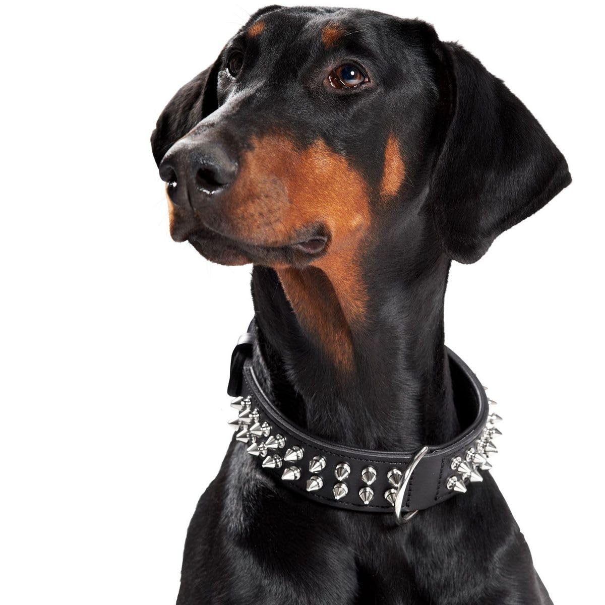hunter-rambo-hundehalsband-aus-leder-mit-nietenbesatz-gr-e-55-m-verstellbar-41-4 image 3