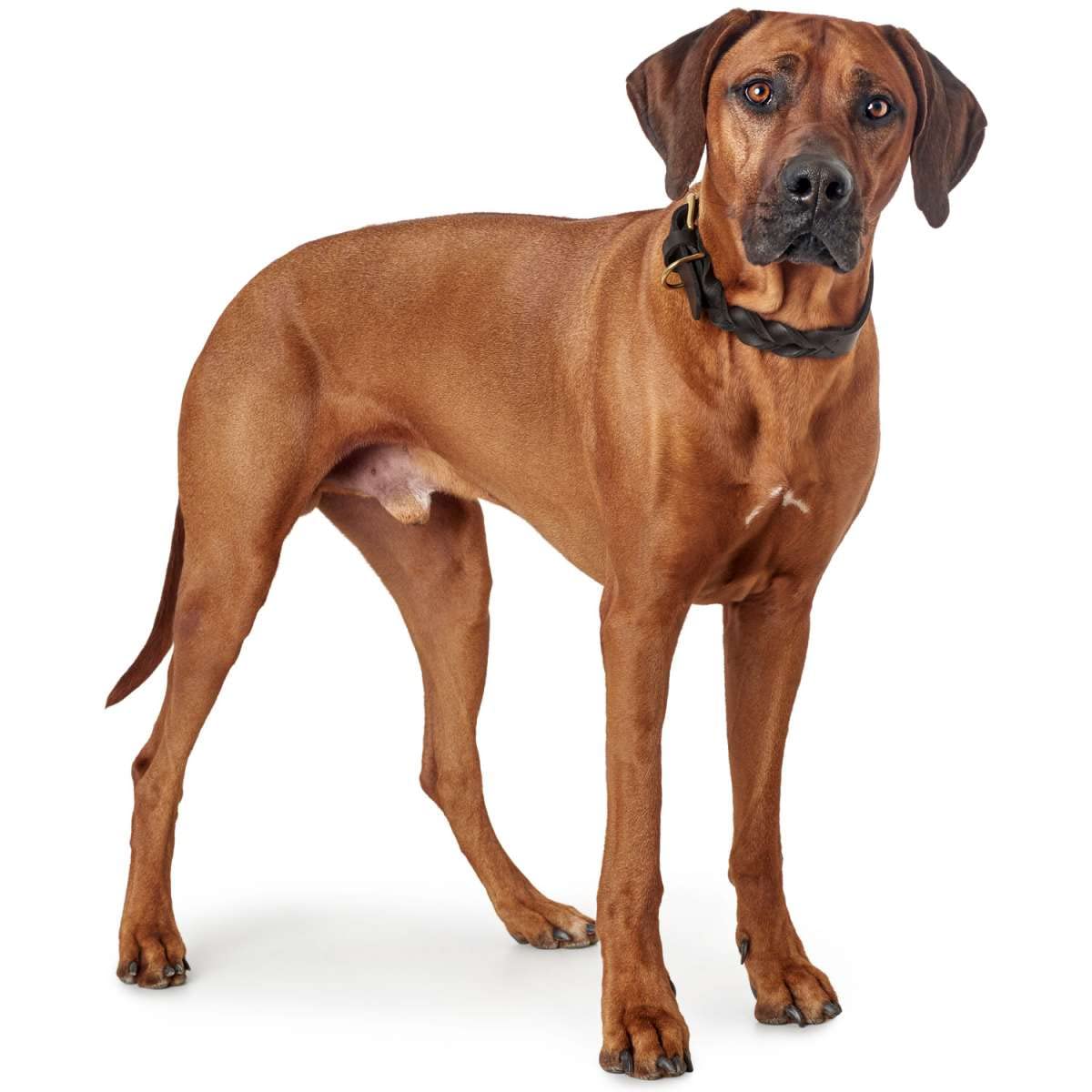 hunter-sansibar-solid-hundehalsband-aus-rindsleder-gr-e-40-30-36-cm-dunkelbraun- image 8