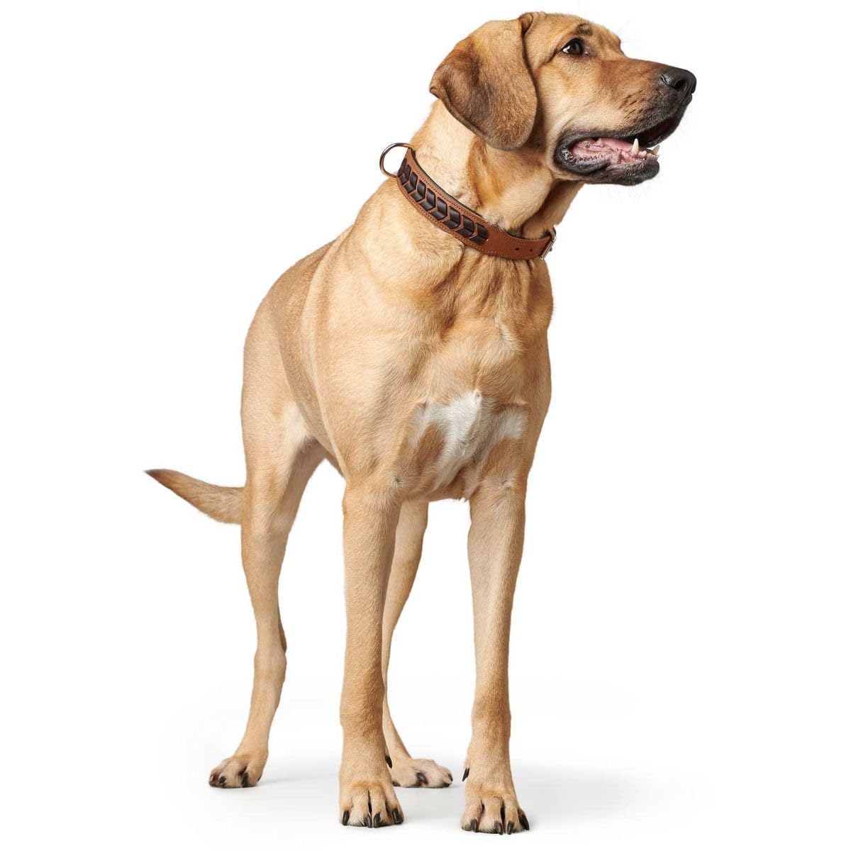 hunter-el-paso-hundehalsband-leder-geschmeidig-handgeflochten-cognac-schwarz-gr- image 5