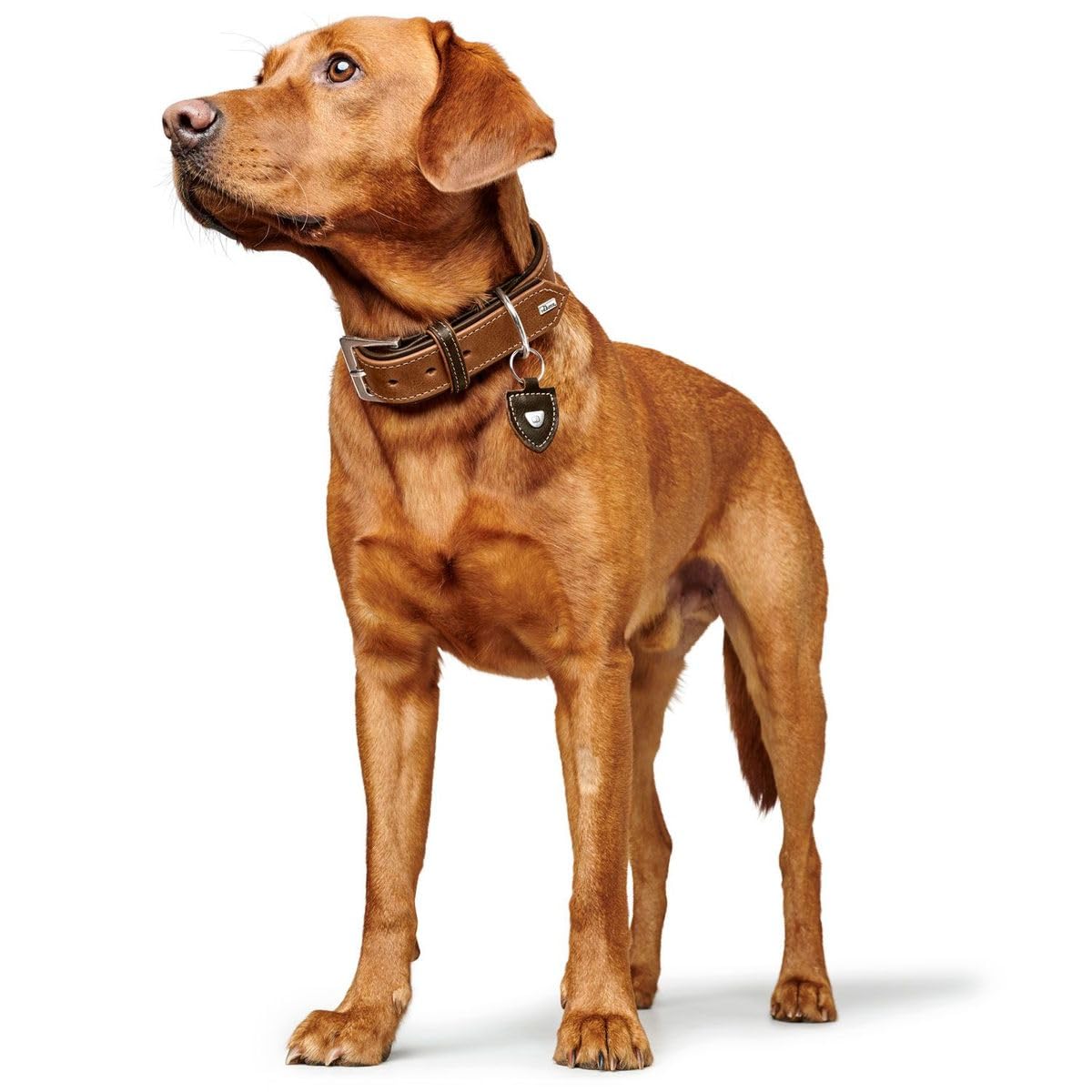 hunter-tara-hundehalsband-aus-juchtenleder-verstellbar-35-42-cm-s-m-cognac-dunke image 8