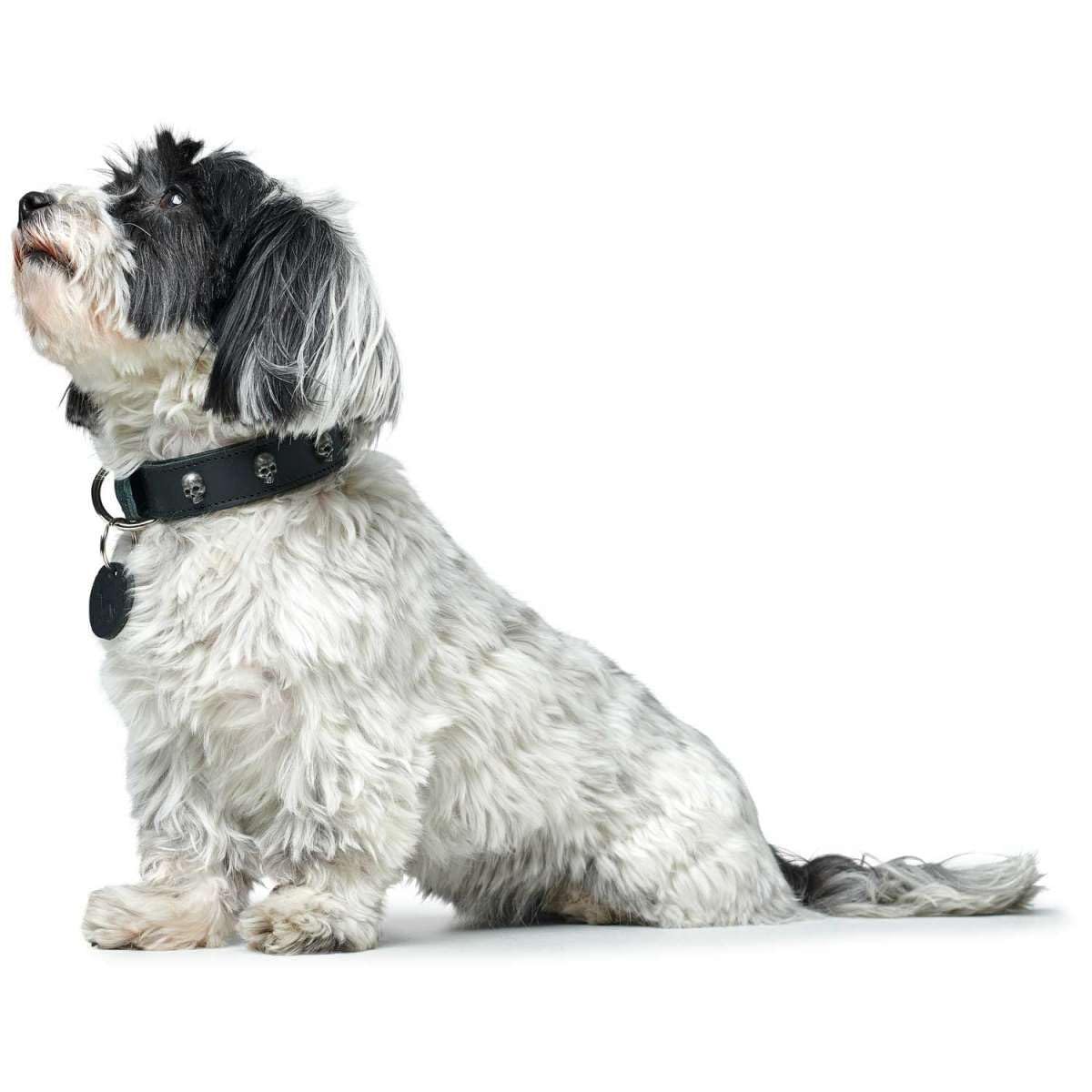 hunter-tijuana-hundehalsband-rindsleder-mit-nappaleder-futter-und-totenkopf-besa image 5