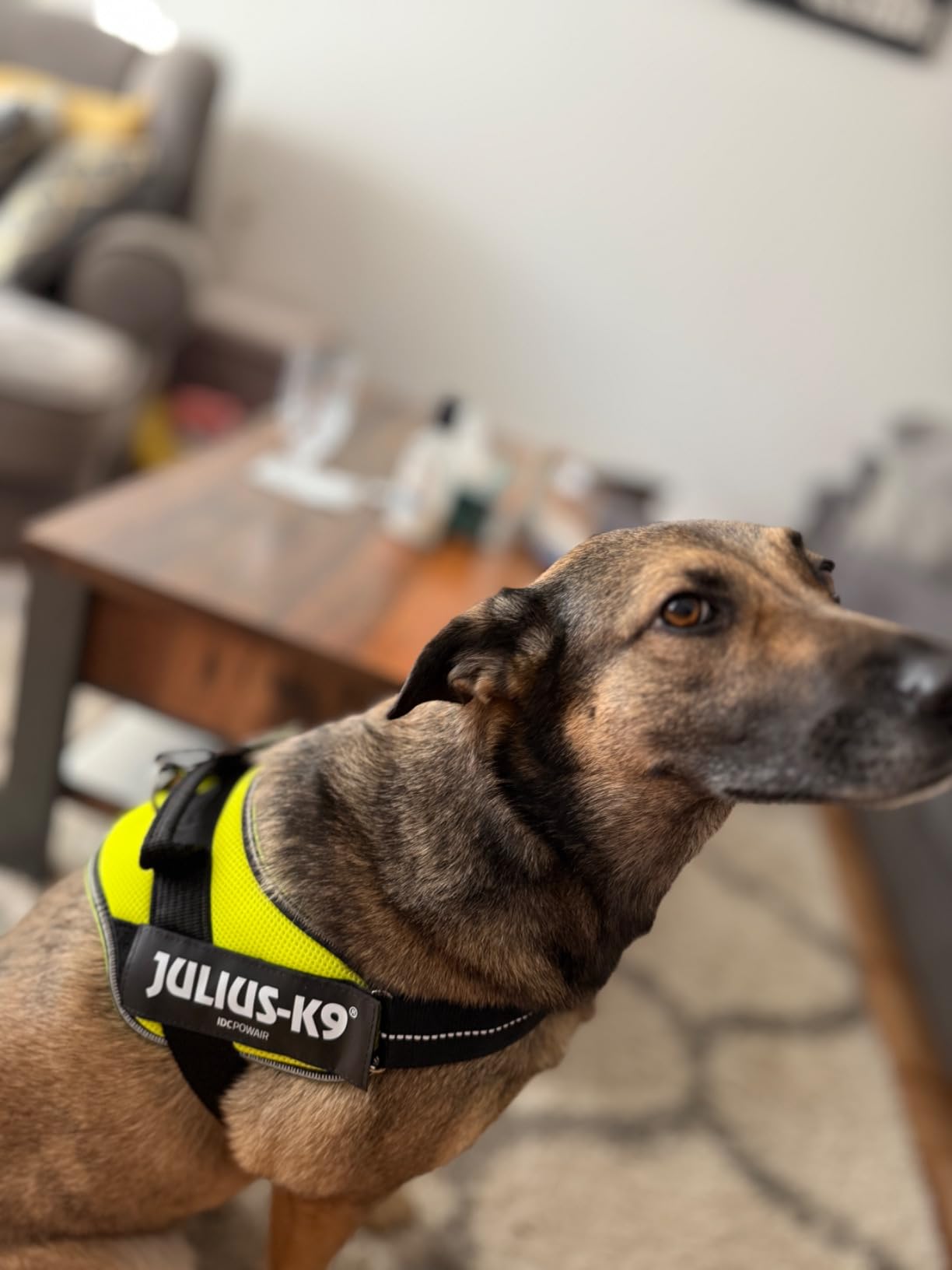 Perfektes Geschirr für unseren Schäferhund