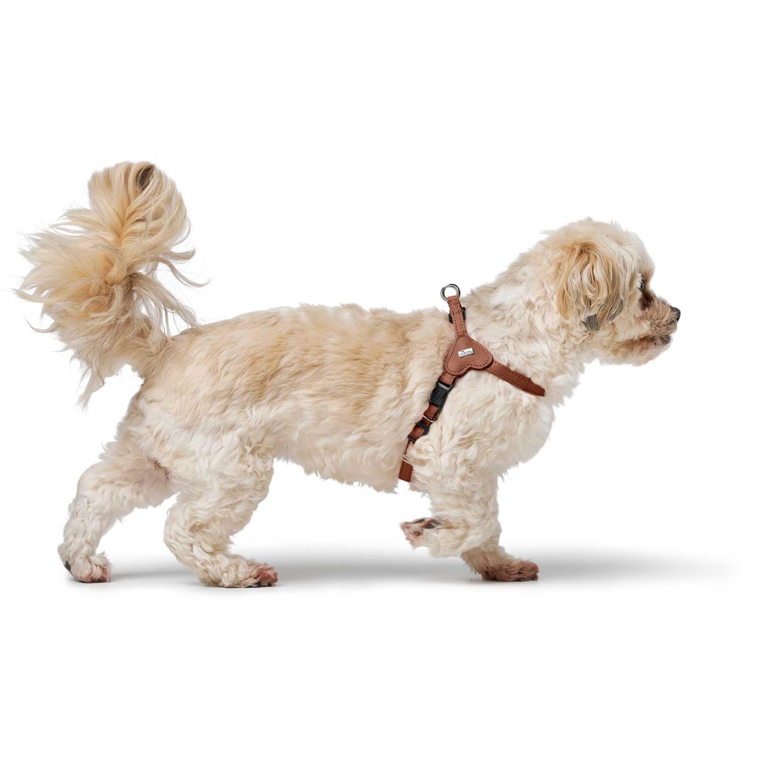 hunter-hundegeschirr-soho-mini-rindsleder-cognac-f-r-kleine-hunde-welpen-xxs-xs- image 6