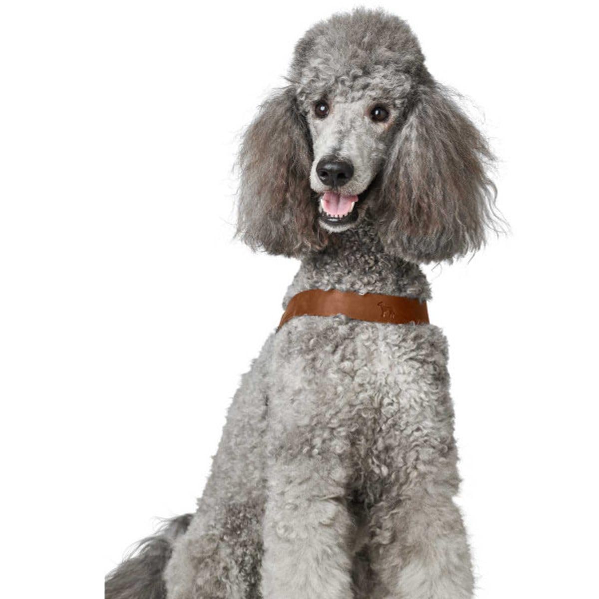 hunter-hundegeschirr-dimaro-cognac-rindsleder-step-in-design-verstellbar-made-in image 4