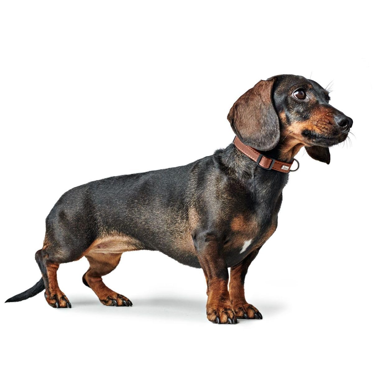 hunter-hundehalsung-canadian-up-weiche-lederhalsung-f-r-kleine-hunde-und-welpen- image 6