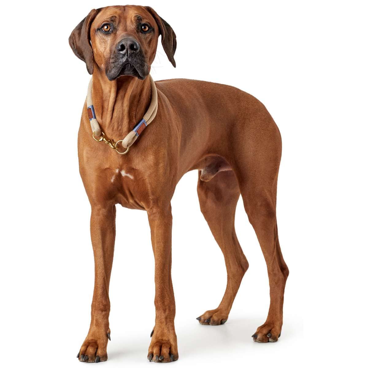 hunter-sansibar-rantum-halsung-nautisches-tau-hundehalsband-mit-messing-verschlu image 5