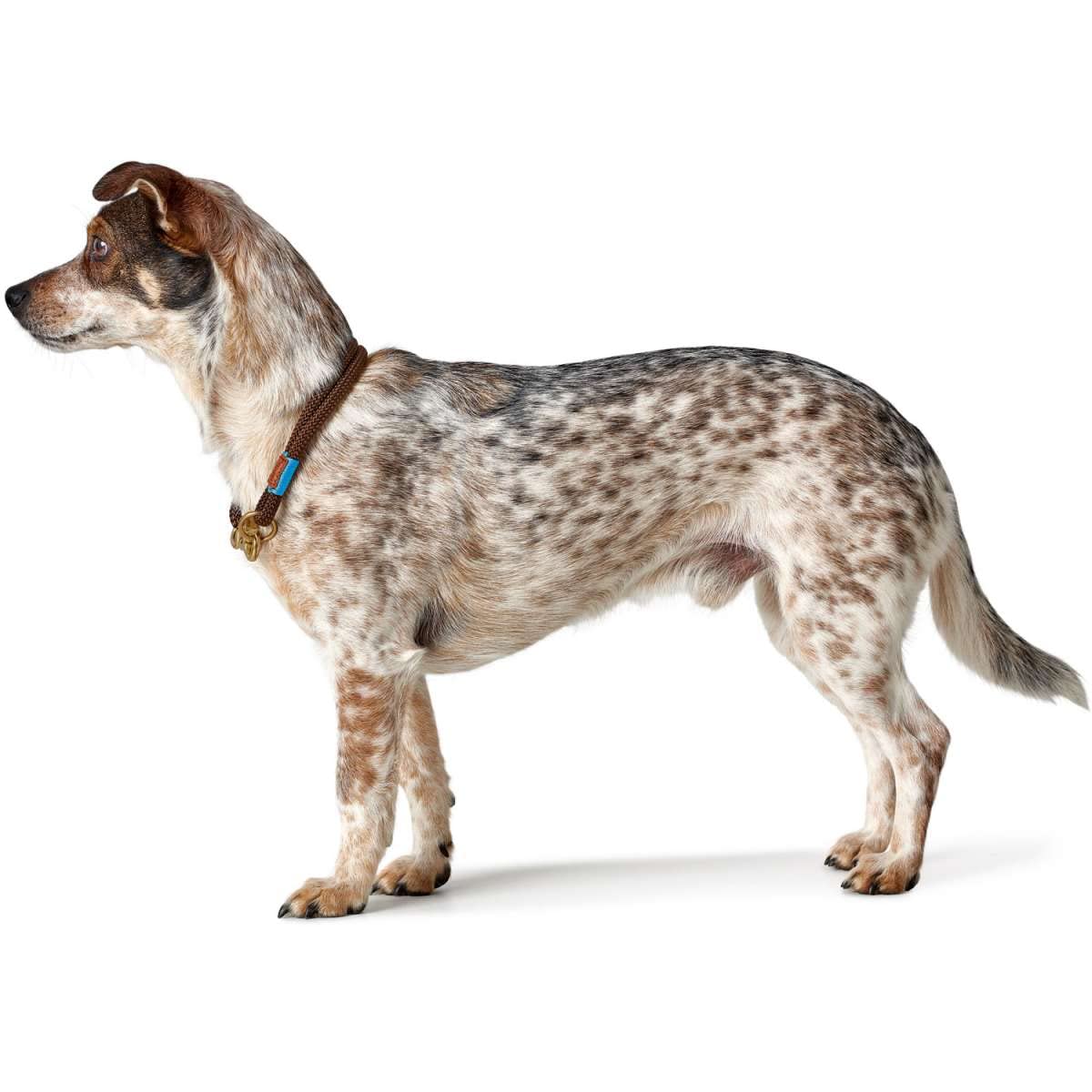 hunter-rambo-hundehalsband-aus-leder-mit-nietenbesatz-gr-e-55-m-verstellbar-41-4 image 7