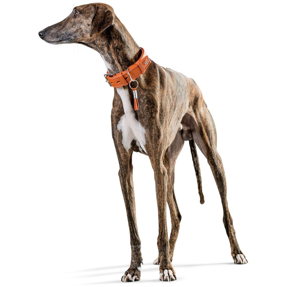 hunter-cannes-hundehalsband-rindnappaleder-handgefertigt-in-deutschland-orange-g image 3