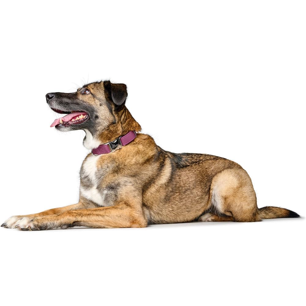 hunter-halsung-sofia-alu-strong-stufenlos-verstellbares-hundehalsband-veganer-ku image 4
