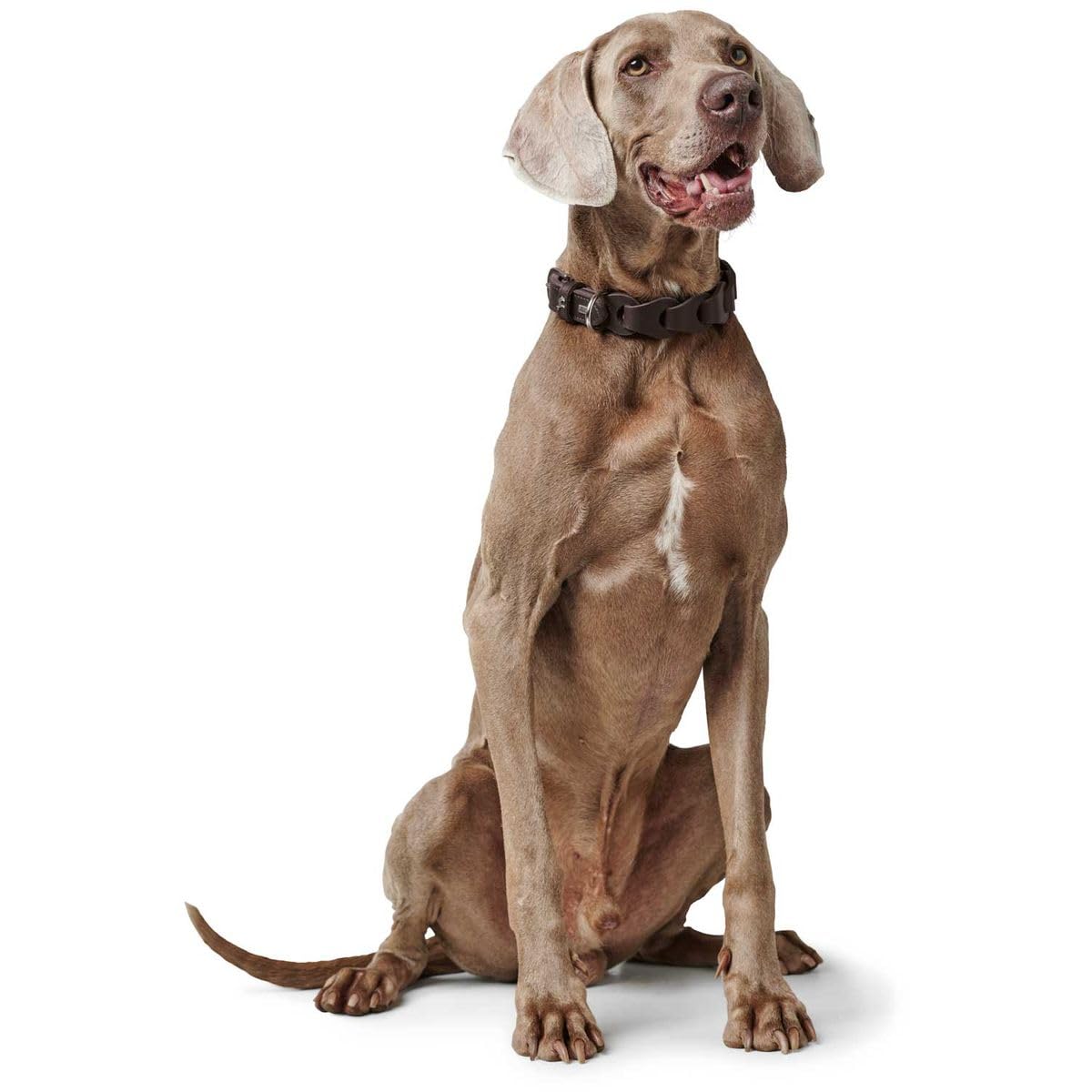 hunter-solid-education-chain-hundehalsband-handgearbeitete-rindsleder-halskette- image 5