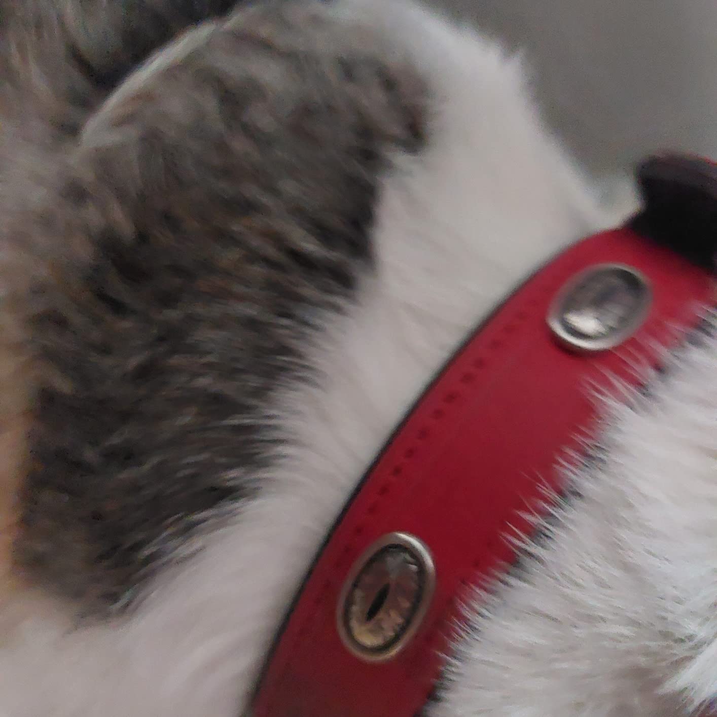 Schönes Halsband