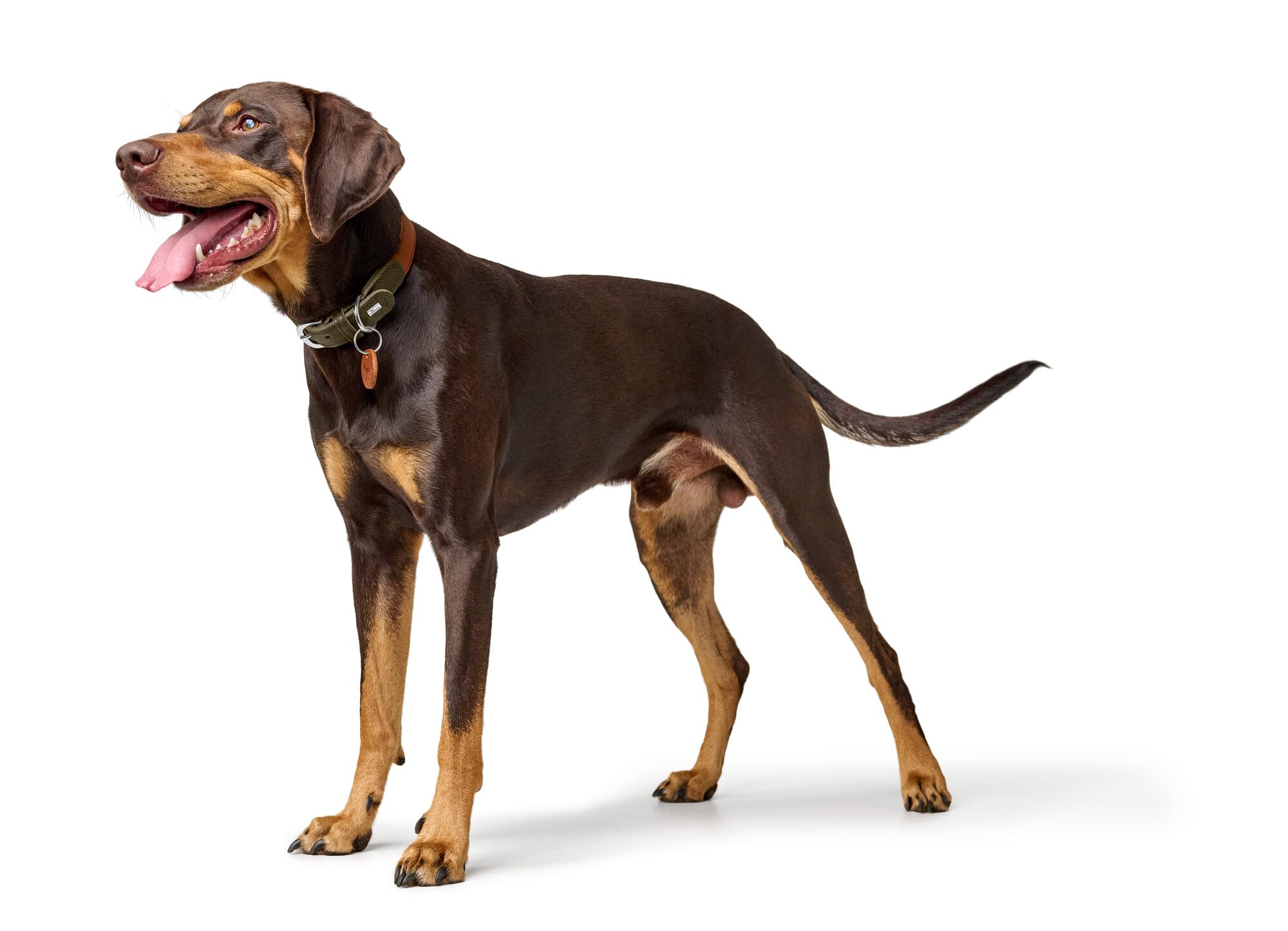 hunter-hundehalsband-lemvig-halsband-aus-weichem-strapazierf-higem-fettleder-cog image 5