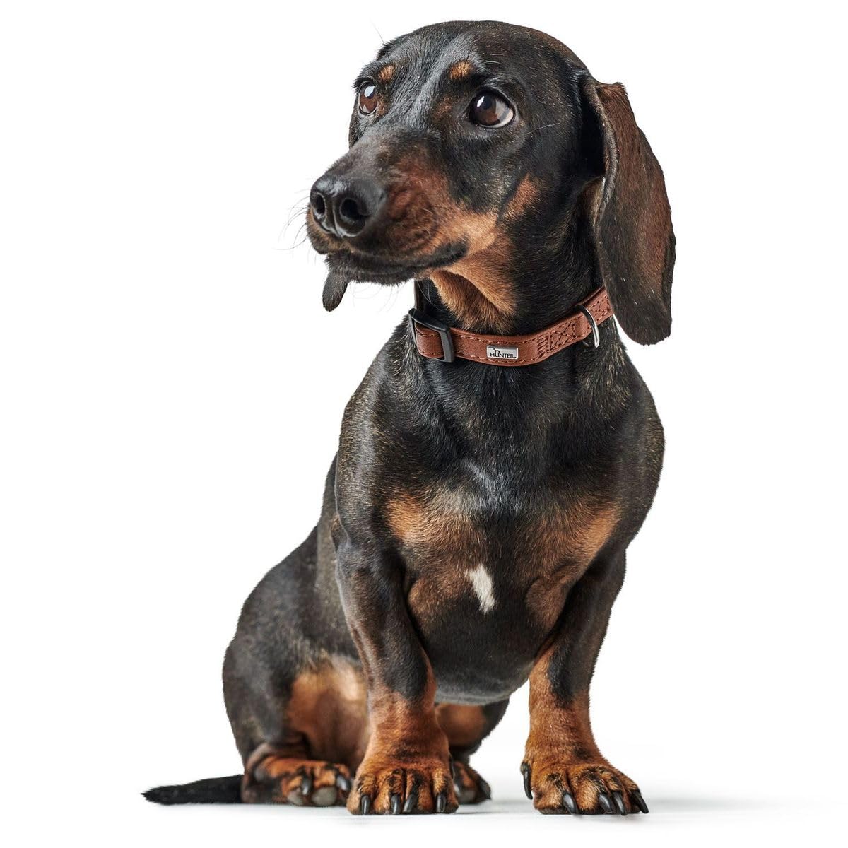 hunter-hundehalsung-canadian-up-weiche-lederhalsung-f-r-kleine-hunde-und-welpen- image 7