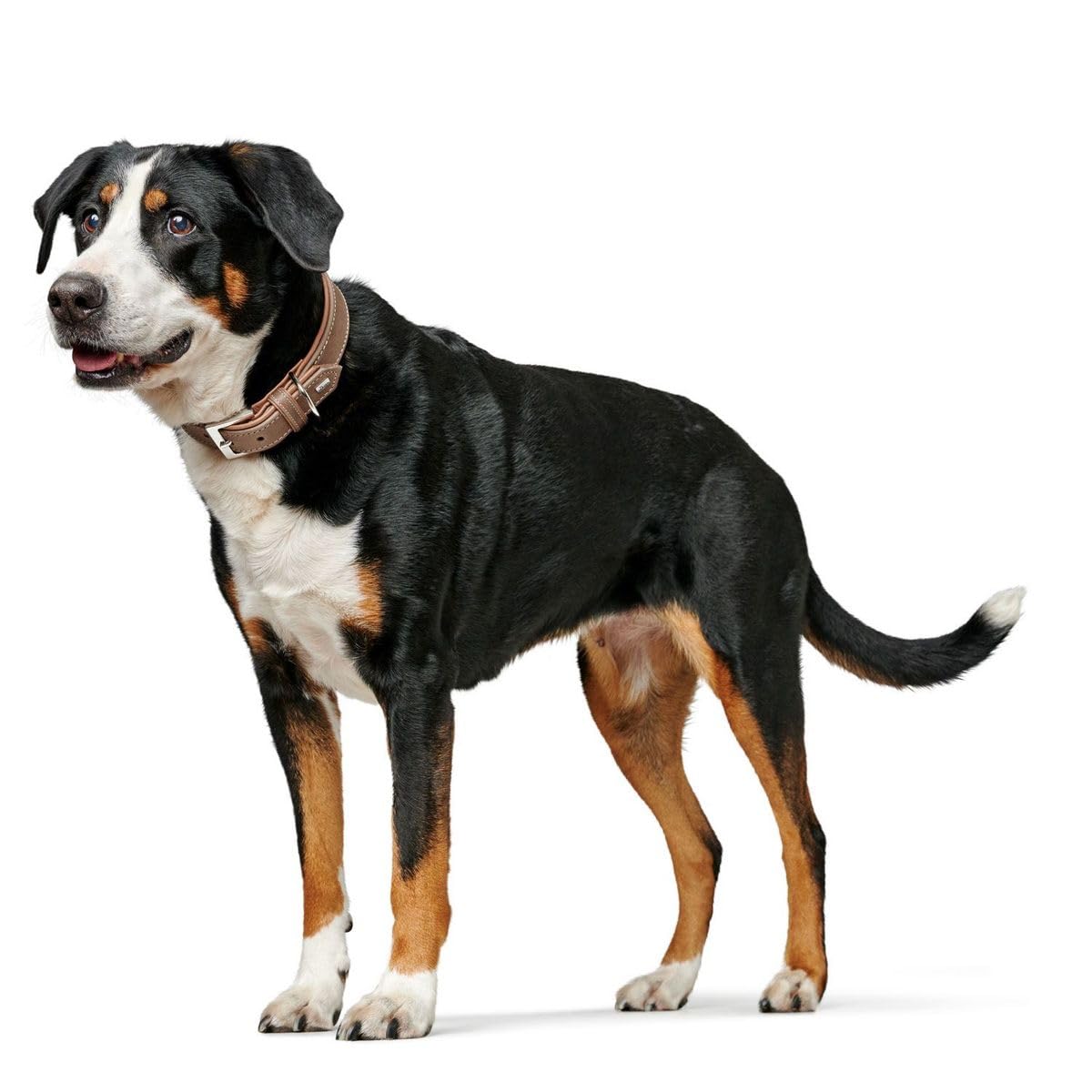 hunter-hundehalsband-porto-pflanzlich-gegerbtes-olivenleder-tabak-cognac-gr-e-40 image 8