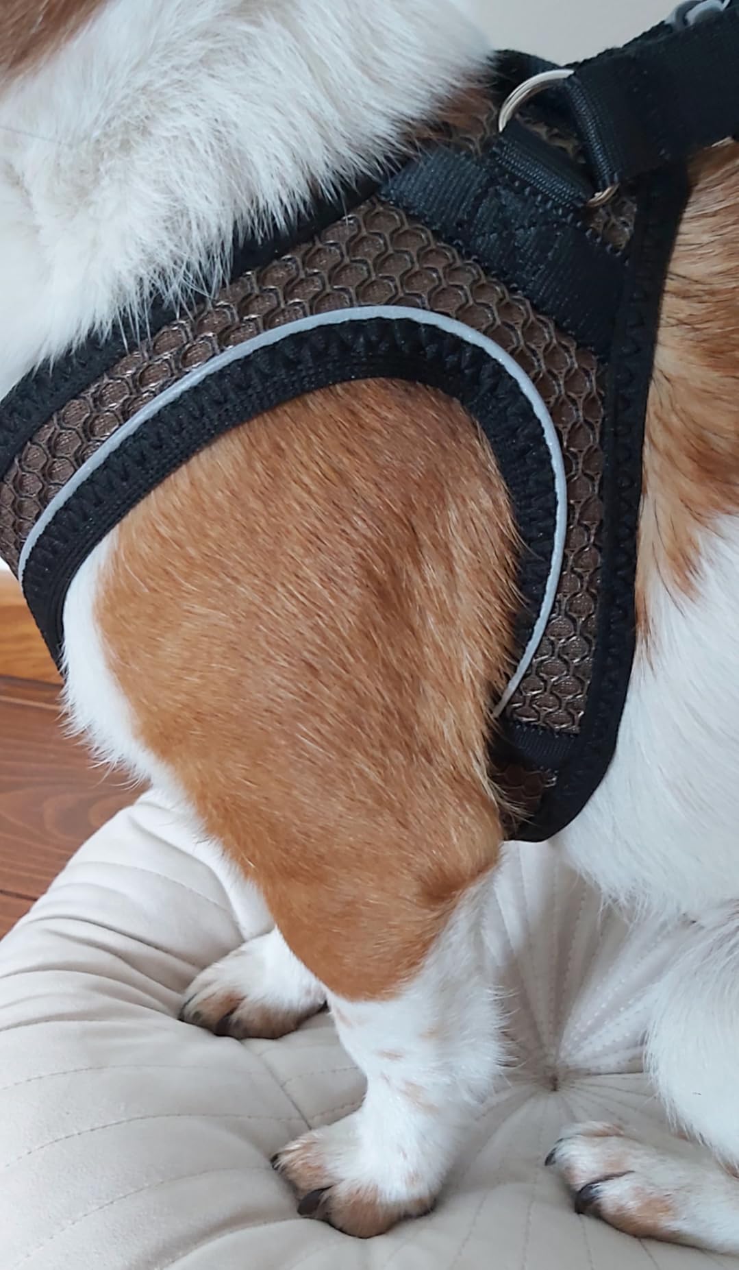 Perfekt für meinen Jack Russell