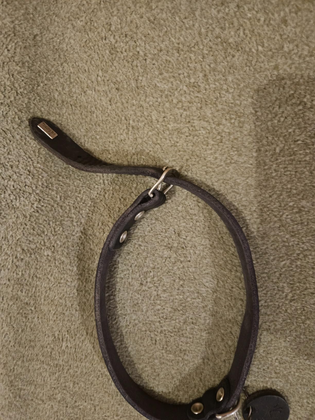 Schönes robustes Halsband für unseren Junghund